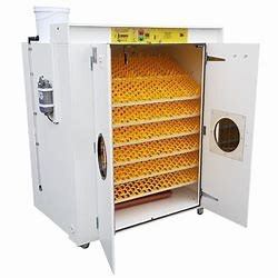 주문 31824 상업용 메추라기 알 부화기 자동 터너 열 조절 가능 online manufacture