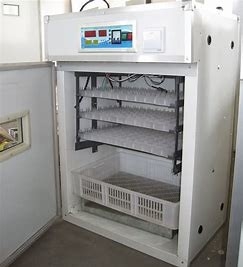 주문 200PCS 점보 가금류 계란 인큐베이터 압출 섹션 online manufacture