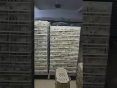 가장 일반적인 인큐베이터 유형은 무엇입니까?